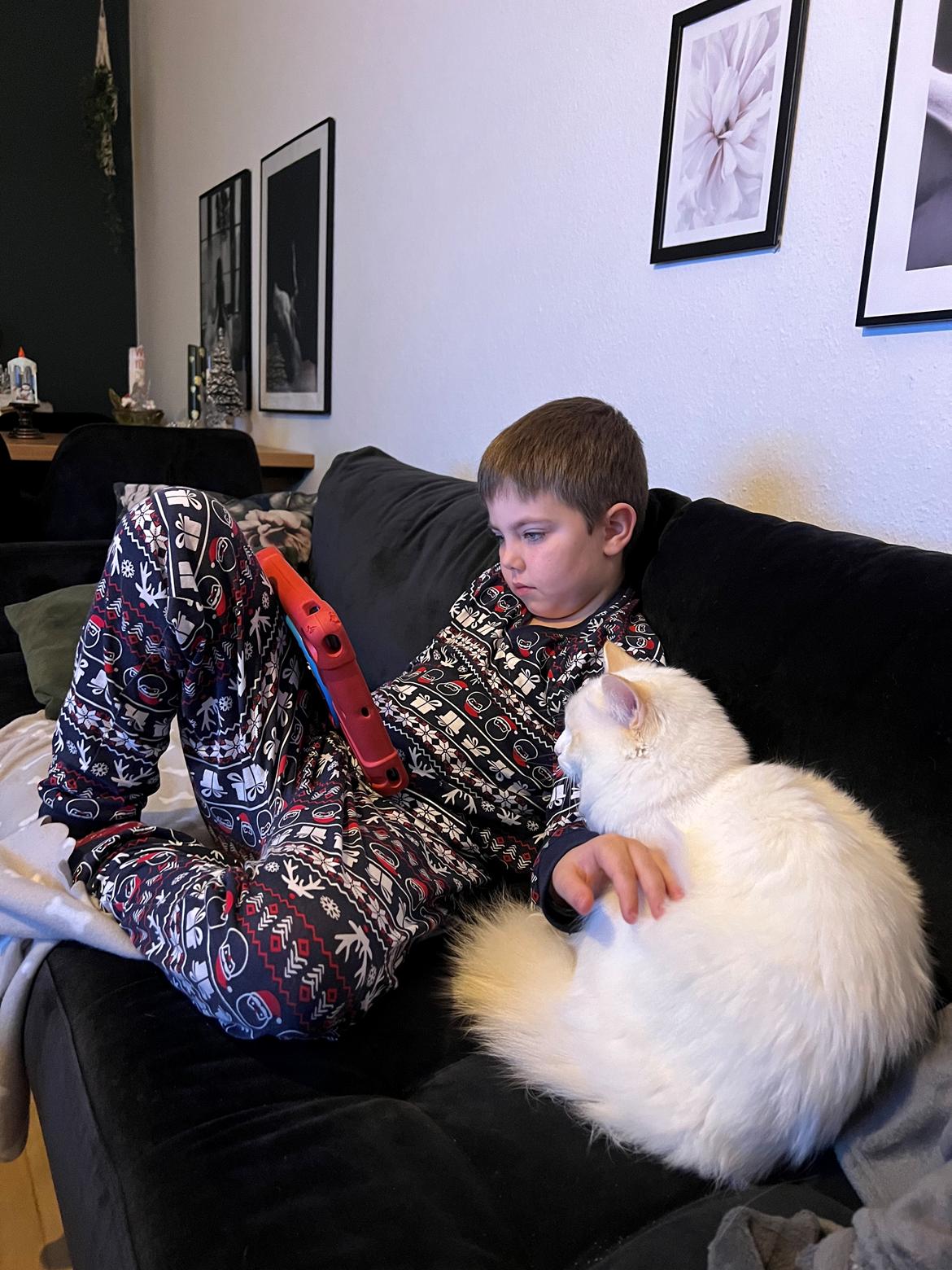 Ragdoll Keiko (Himmelkat)  billede 8