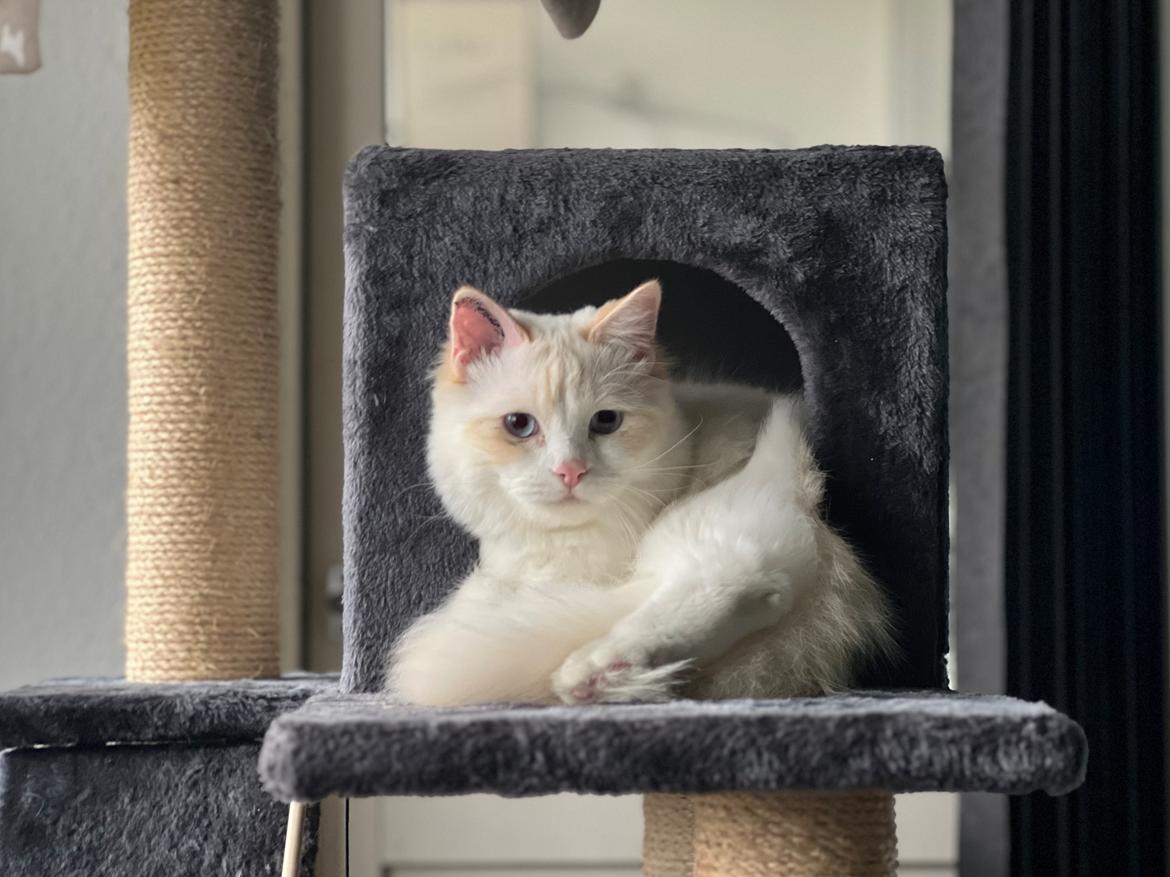 Ragdoll Keiko (Himmelkat)  billede 9