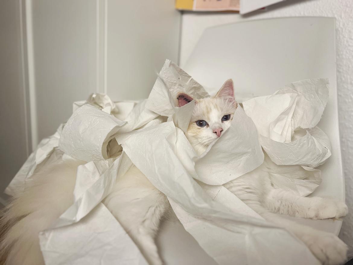 Ragdoll Keiko (Himmelkat)  billede 10