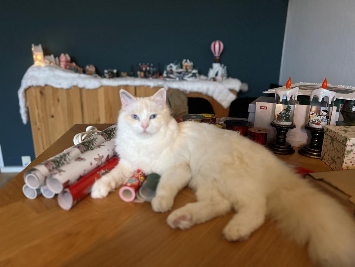 Ragdoll Keiko (Himmelkat)  billede 11