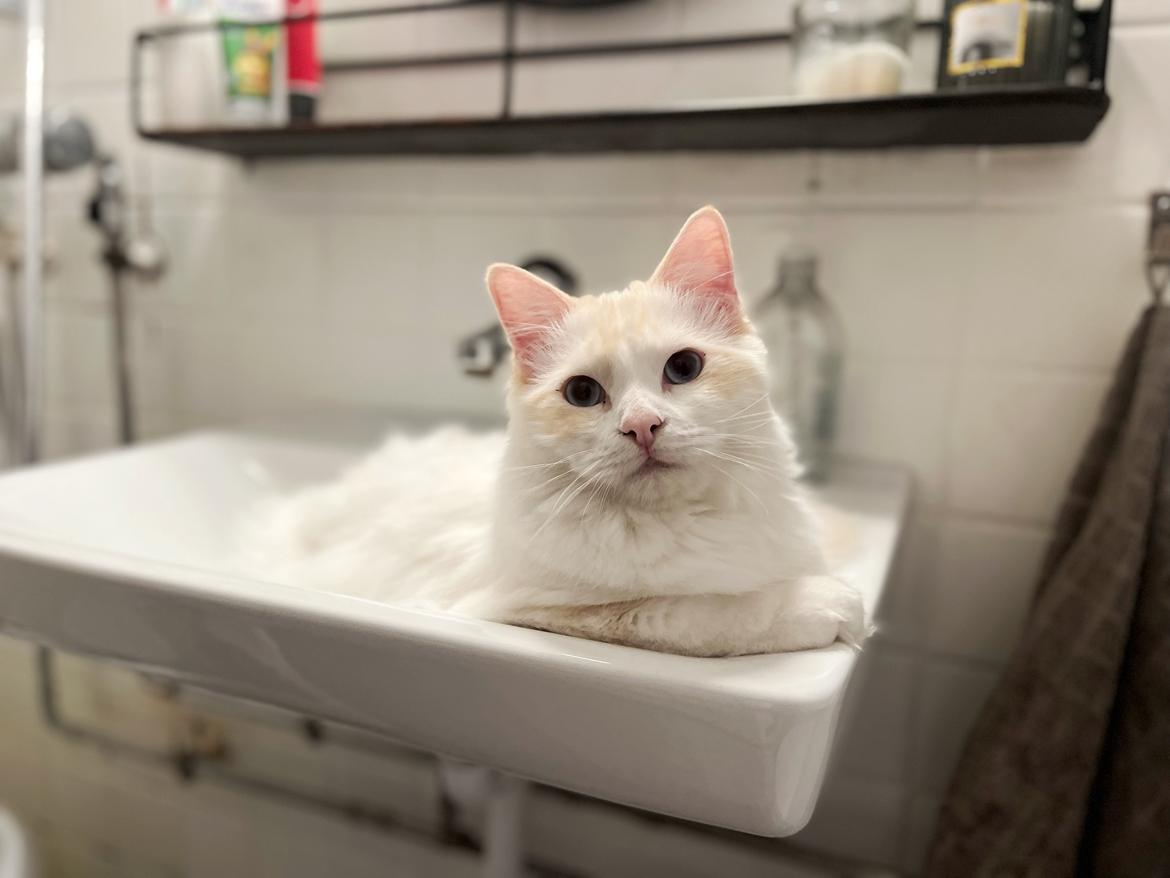 Ragdoll Keiko (Himmelkat)  billede 3