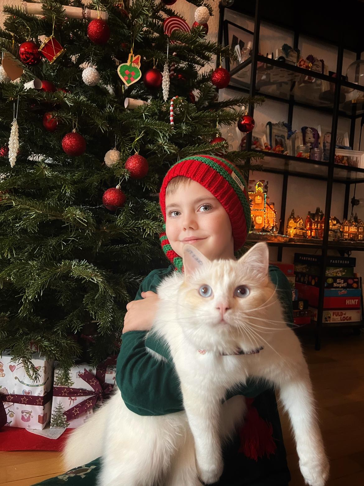 Ragdoll Keiko (Himmelkat)  billede 13