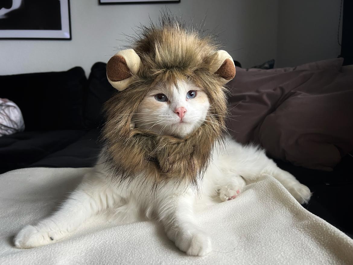 Ragdoll Keiko (Himmelkat)  billede 14