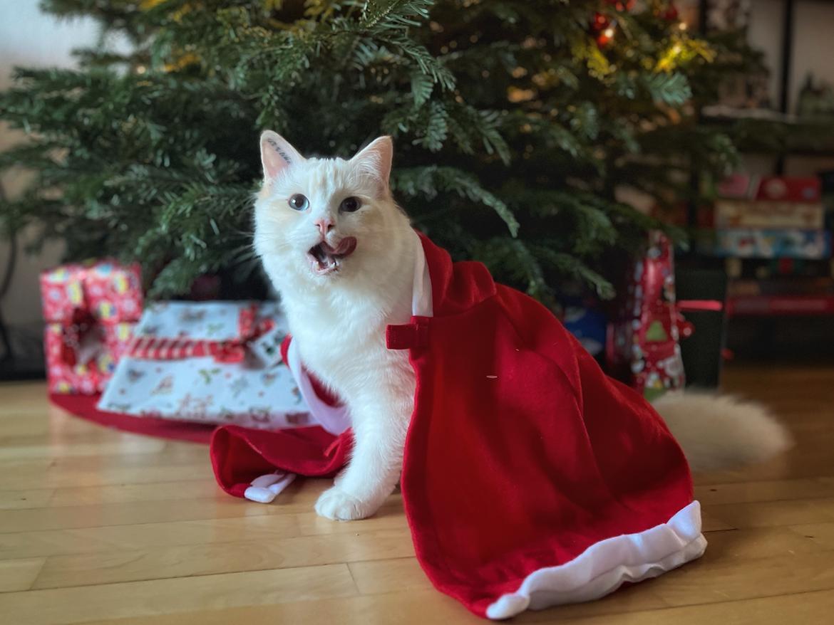 Ragdoll Keiko (Himmelkat)  billede 12