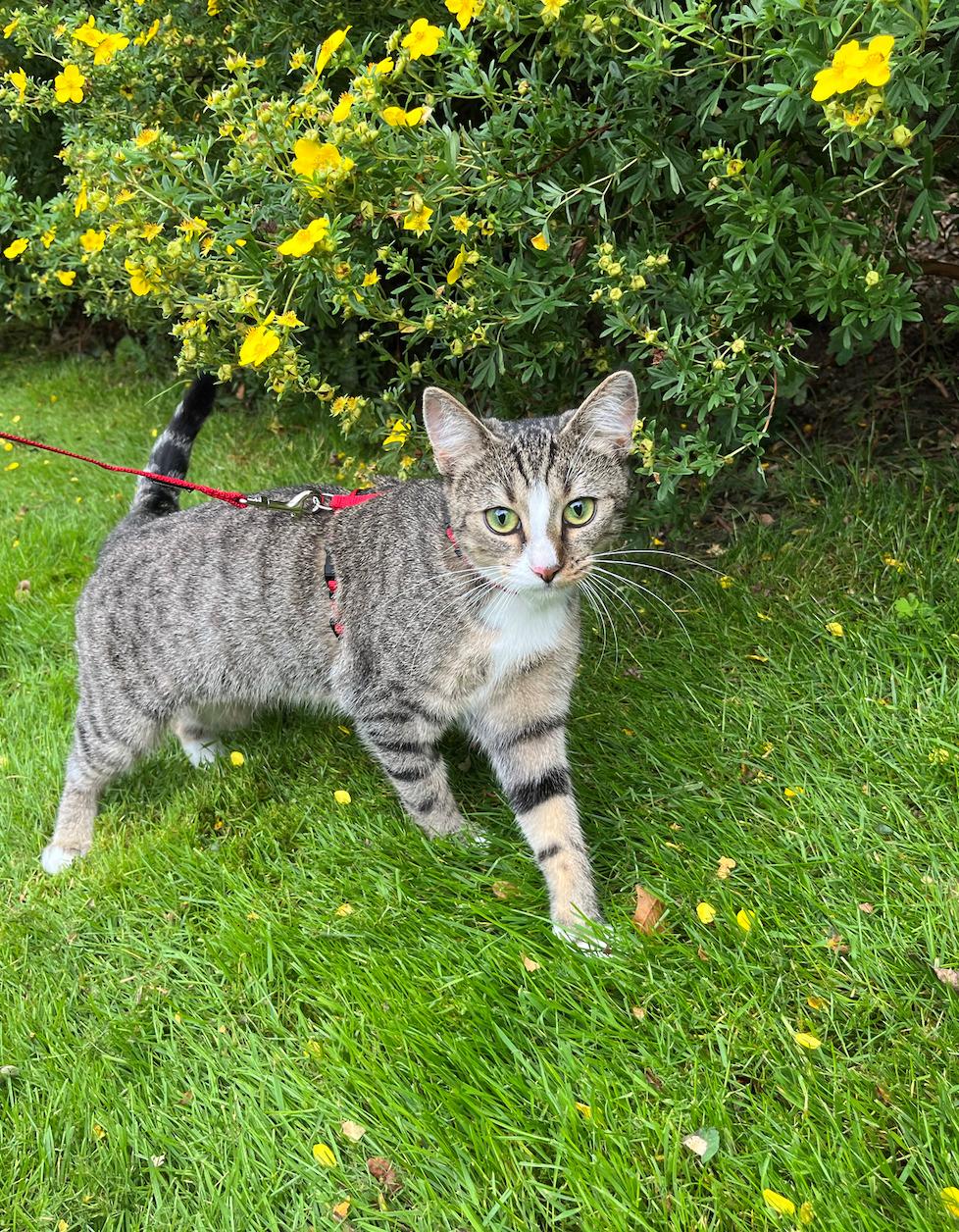 Huskat Nellie - Første tur udenfor - dog i en lille sele :) billede 1