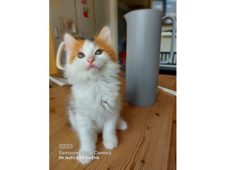 Kurilean Bobtail KorZhik's Klinger billede 1