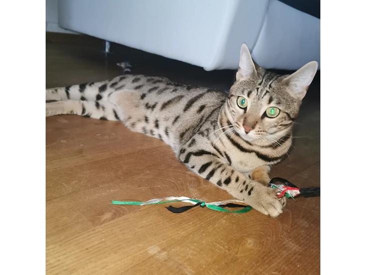 Bengal Piramocats Aya billede 0