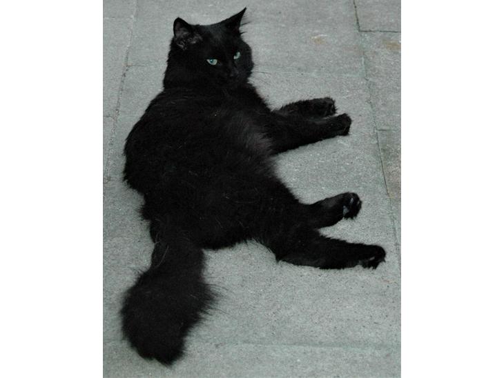 Tyrkisk Angora Ihsan von Kedi Arkadas billede 1