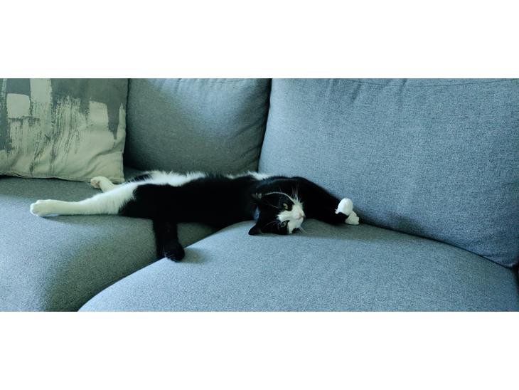 Huskat Luie billede 1