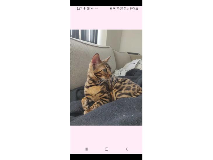 Bengal Nelly billede 1