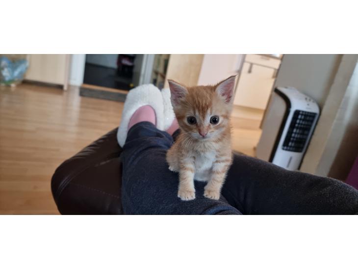 Huskat Fifi billede 0