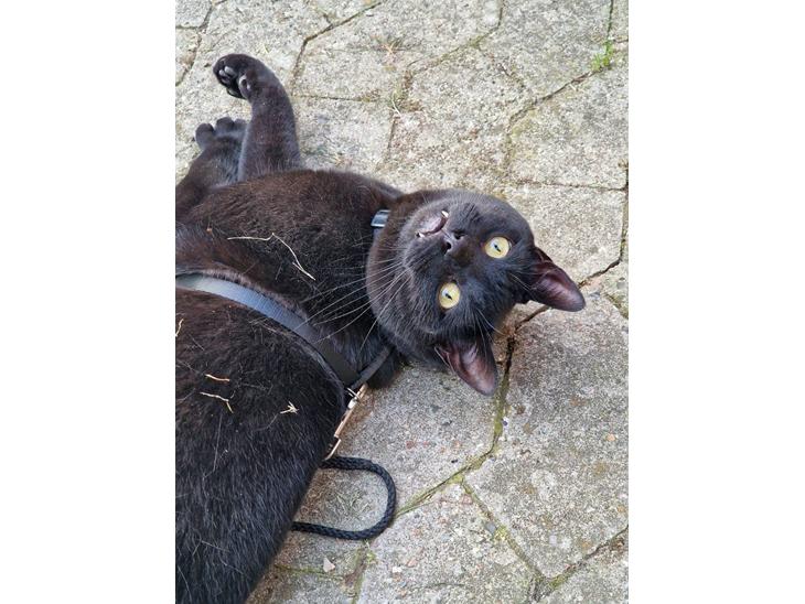 Huskat Flit billede 1