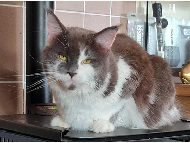 Maine Coon Blackangel's Guldkaramel D. 24.03.2025 billede 1