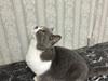 British Shorthair Snow