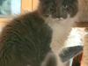Maine Coon Blackangel&#39;s Master Yoda 