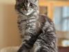 Maine Coon Blackangel's Dragon Tears