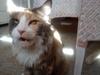 Maine Coon Black angels Holly Gibney