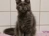 Maine Coon Perfect Giant's Thunder