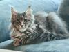 Maine Coon Blackangel's Diamond 