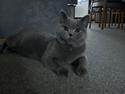 British Shorthair Perle