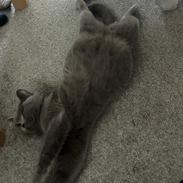 British Shorthair Perle