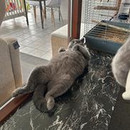 British Shorthair Perle