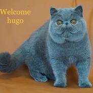 Exotic Lord Hugo Chapman Rivermill