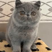 Exotic Lord Hugo Chapman Rivermill