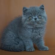 Exotic Lord Hugo Chapman Rivermill