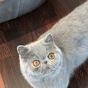 Exotic Lord Hugo Chapman Rivermill