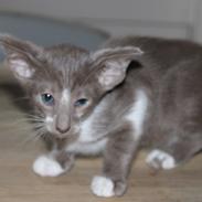 Orientaler Issakat's Madonna