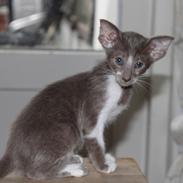 Orientaler Issakat's Madonna