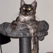 Maine Coon Sisi Aflivet d 25/8-26