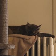Maine Coon Sisi Aflivet d 25/8-26