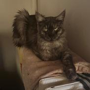 Maine Coon Sisi Aflivet d 25/8-26