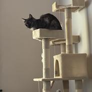 Maine Coon Sisi Aflivet d 25/8-26