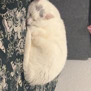 Huskat Findus