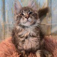 Maine Coon Blackangel's Dragon Tears