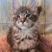 Maine Coon Blackangel's Dragon Tears