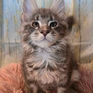 Maine Coon Blackangel's Dragon Tears