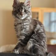 Maine Coon Blackangel's Dragon Tears