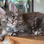 Maine Coon Blackangel's Dragon Tears