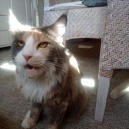 Maine Coon Black angels Holly Gibney
