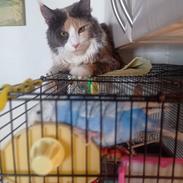 Maine Coon Black angels Holly Gibney