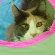 Maine Coon Black angels Holly Gibney