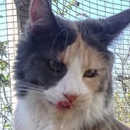 Maine Coon Black angels Holly Gibney