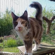 Maine Coon Black angels Holly Gibney