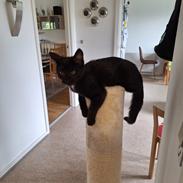 Huskat Maja