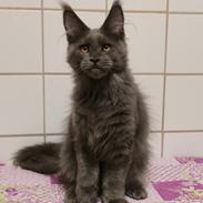Maine Coon Perfect Giant's Thunder