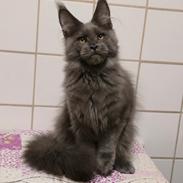 Maine Coon Perfect Giant's Thunder